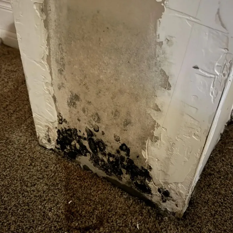 Professional Mold Removal in Belvedere, SC